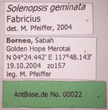 Solenopsis geminata Fabricius, 1804 Label