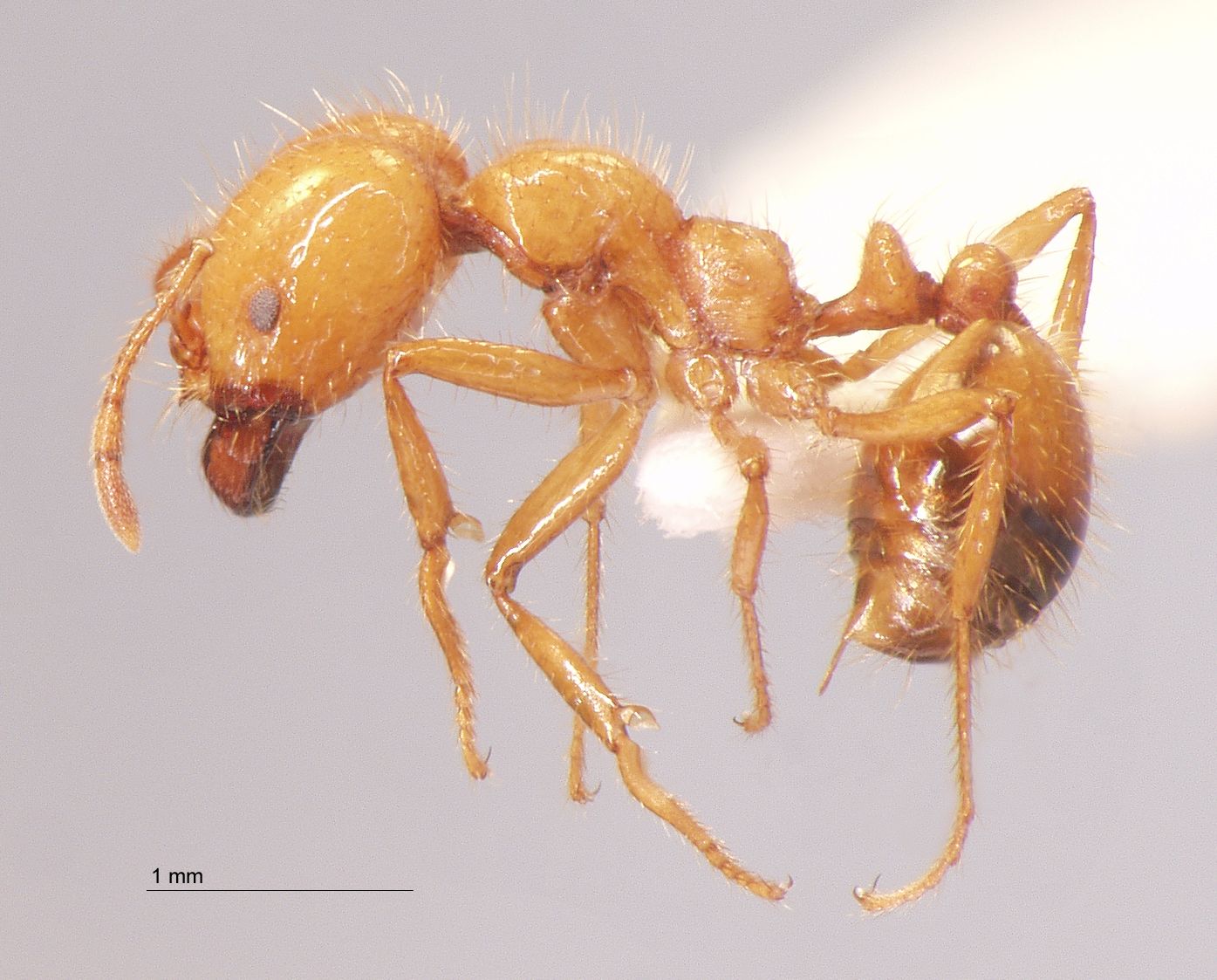 Foto Solenopsis geminata Fabricius, 1804 lateral