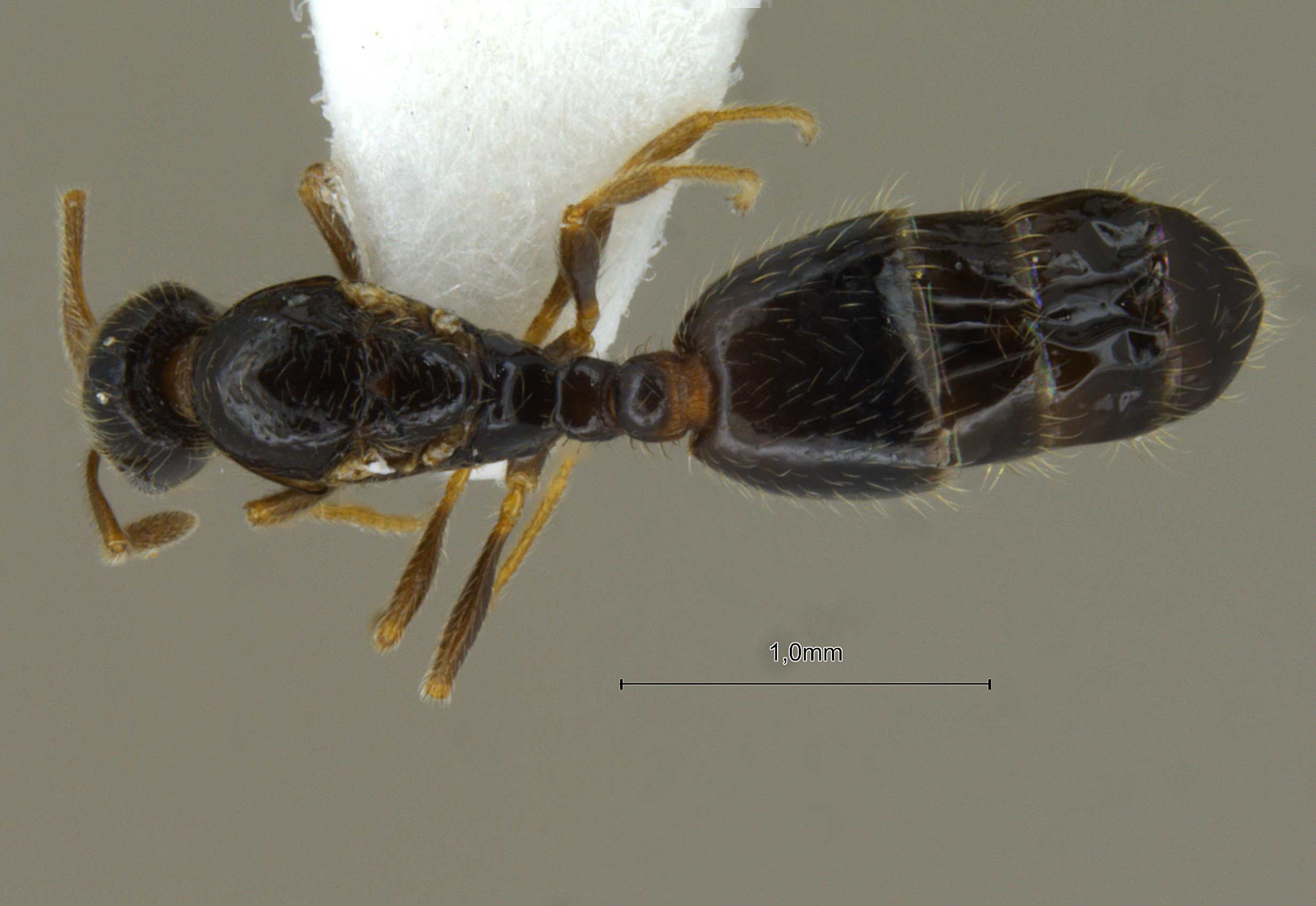 Foto Solenopsis invicta Buren, 1972 dorsal