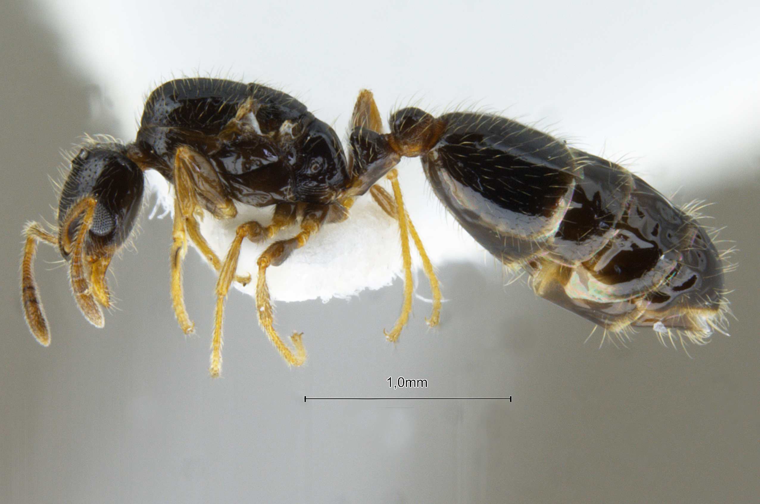 Foto Solenopsis invicta Buren, 1972 lateral