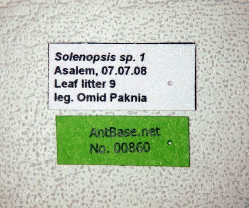 Solenopsis sp.1 Label