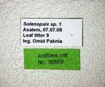 Solenopsis sp.1 Label