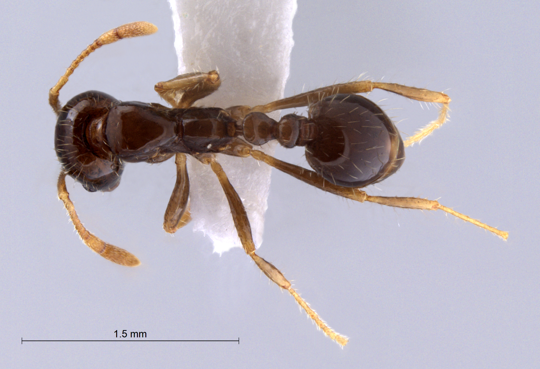 Foto Solenopsis terricola Menozzi, 1931 dorsal