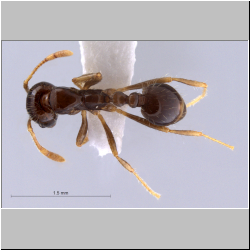 Solenopsis terricola Menozzi, 1931 dorsal