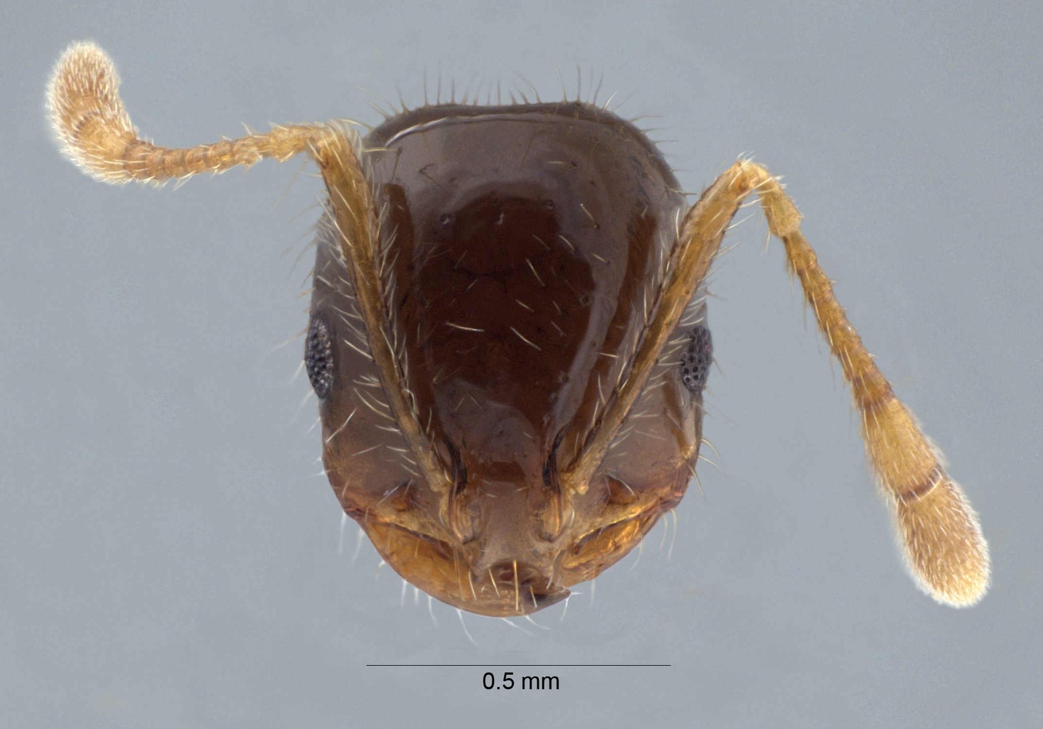 Foto Solenopsis terricola Menozzi, 1931 frontal