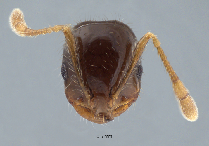 Solenopsis terricola Menozzi, 1931 frontal