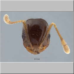 Solenopsis terricola Menozzi, 1931 frontal