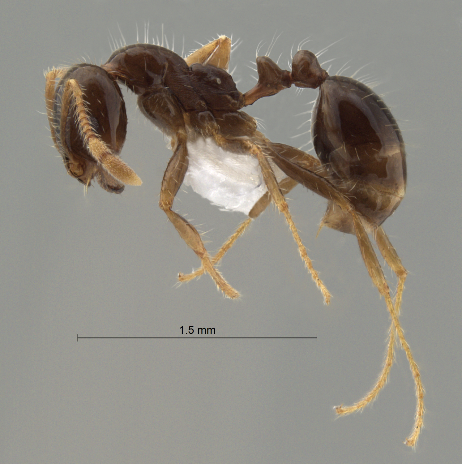 Foto Solenopsis terricola Menozzi, 1931 lateral