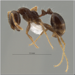 Solenopsis terricola Menozzi, 1931 lateral