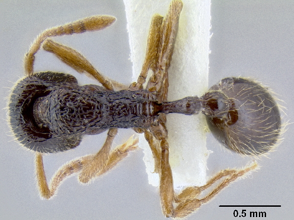 Stenamma jhitingriense Bharti et al., 2012 dorsal