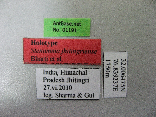 Foto Stenamma jhitingriense Bharti et al., 2012 Label