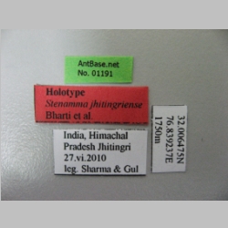 Stenamma jhitingriense Bharti et al., 2012 Label