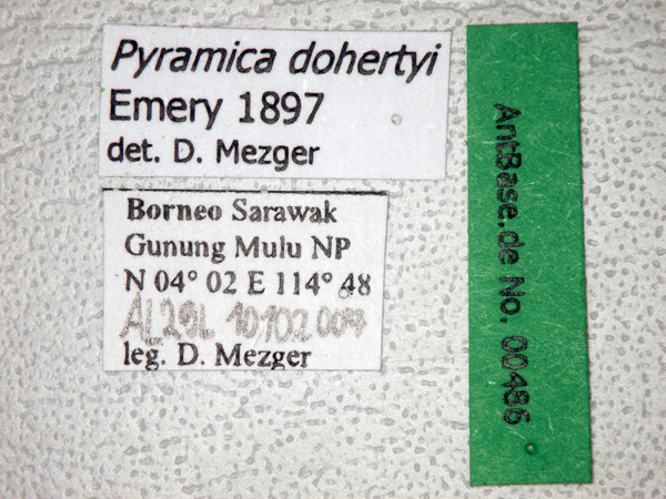 Foto Strumigenys dohertyi Emery, 1897 Label