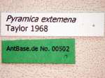 Strumigenys extemena Taylor, 1968 Label