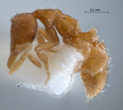 Strumigenys extemena Taylor, 1968 lateral