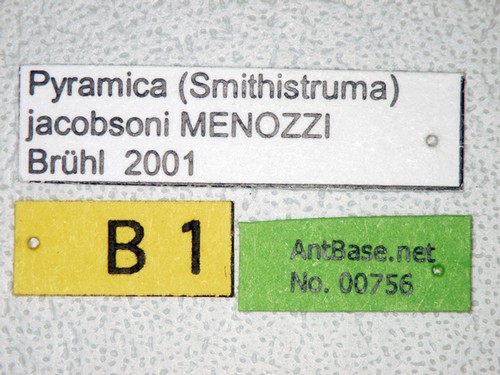 Strumigenys jacobsoni Menozzi, 1939 Label