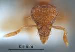 Strumigenys karawajewi Brown, 1848 frontal