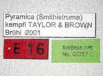 Strumigenys kempfi Taylor & Brown, 1978 Label