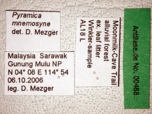 Foto Strumigenys mnemosyne Bolton, 2000 Label