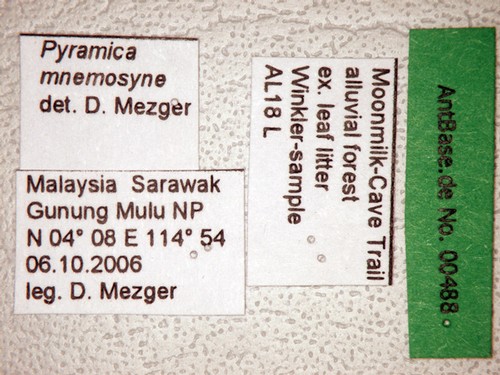Strumigenys mnemosyne Bolton, 2000 Label