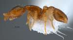 Strumigenys mnemosyne Bolton, 2000 lateral