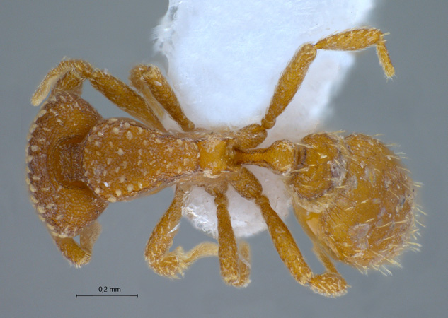 Strumigenys sp. dorsal