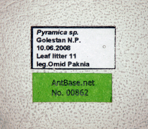 Foto Strumigenys sp. Label