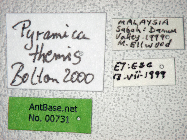 Foto Strumigenys themis Bolton, 2000 Label