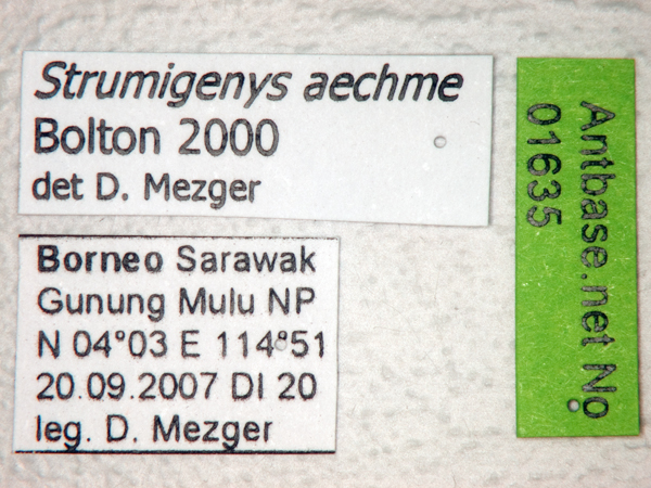 Foto Strumigenys aechme Bolton,2000 Label