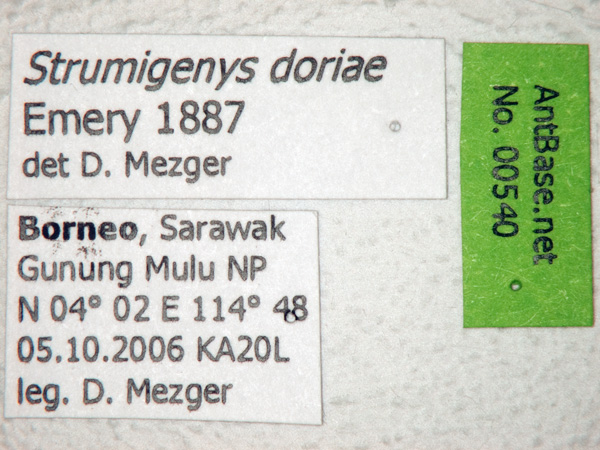 Foto Strumigenys doriae Emery, 1887 Label