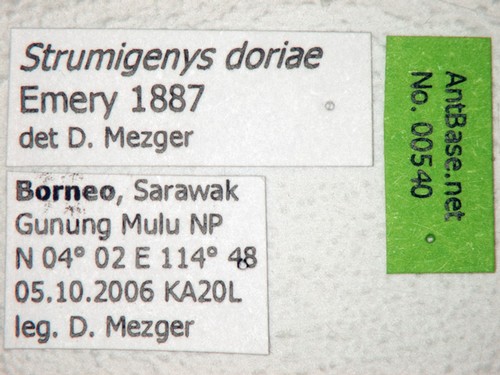 Strumigenys doriae Emery, 1887 Label