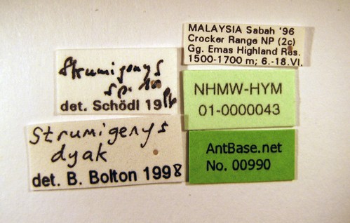 Strumigenys dyak Brown, 1959 Label