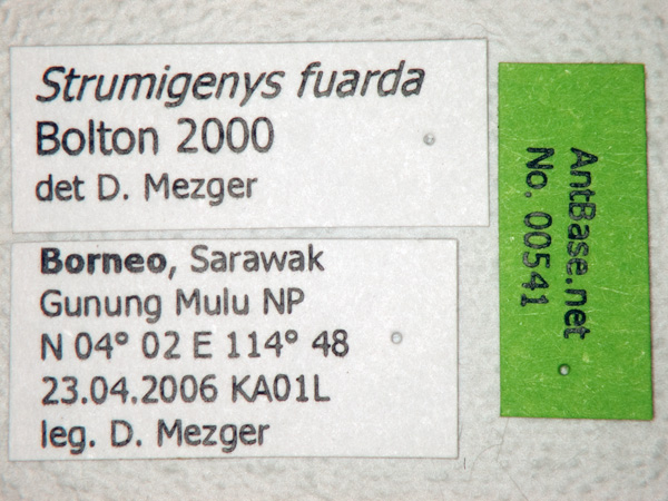 Foto Strumigenys fuarda Bolton, 2000 Label