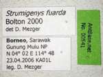 Strumigenys fuarda Bolton, 2000 Label