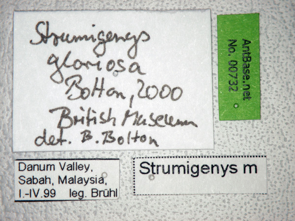 Foto Strumigenys gloriosa Bolton, 2000 Label