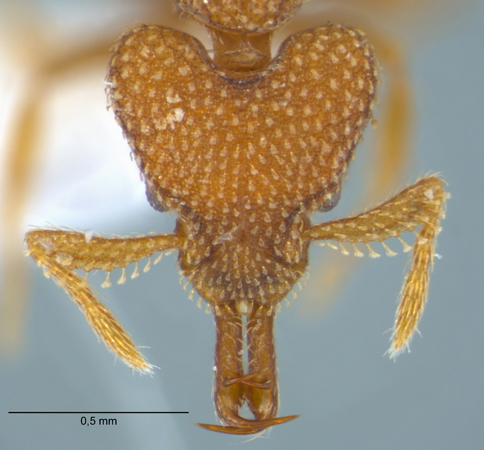 Strumigenys gnathosphax Bolton, 2000 frontal