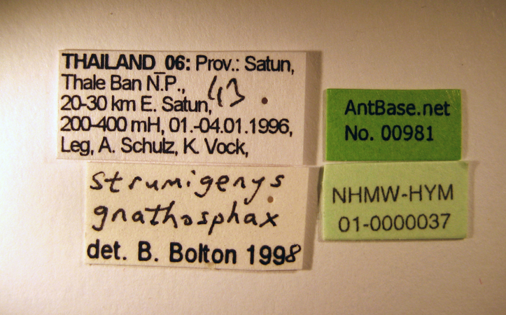 Foto Strumigenys gnathosphax Bolton, 2000 Label