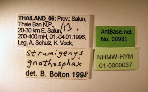 Strumigenys gnathosphax Bolton, 2000 Label