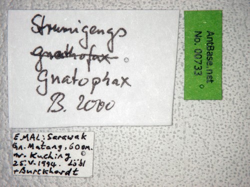 Strumigenys gnathosphax Bolton, 2000 Label