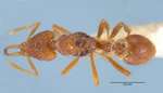 Strumigenys godeffroyi Mayr, 1866 dorsal