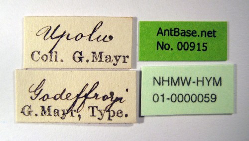 Strumigenys godeffroyi Mayr, 1866 Label