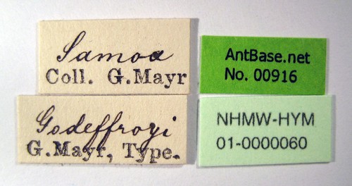 Strumigenys godeffroyi Mayr, 1866 Label