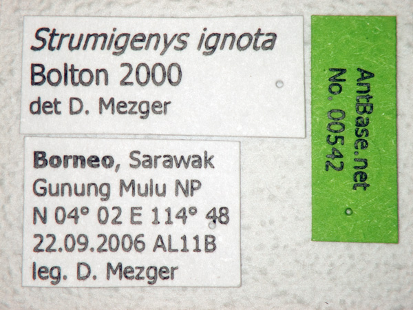Foto Strumigenys ignota Bolton, 2000 Label