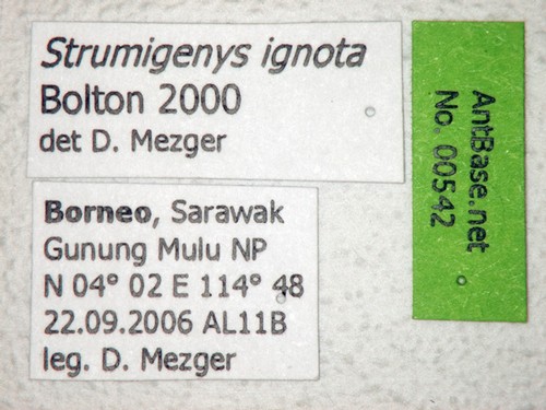 Strumigenys ignota Bolton, 2000 Label