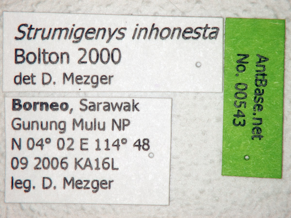 Foto Strumigenys inhonesta Bolton, 2000 Label