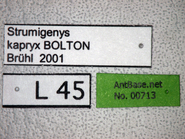 Foto Strumigenys kapryx Bolton,2000 Label