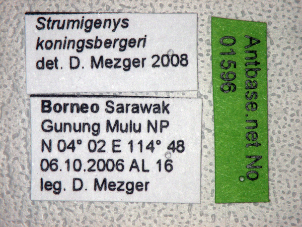 Foto Strumigenys koningsbergeri Forel,1905 Label