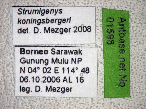 Strumigenys koningsbergeri Forel,1905 Label