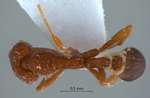 Strumigenys lebratyx Bolton,2000 dorsal