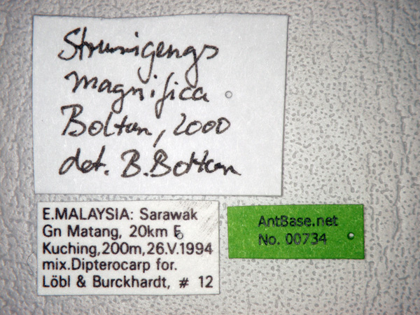 Foto Strumigenys magnifica Bolton, 2000 Label